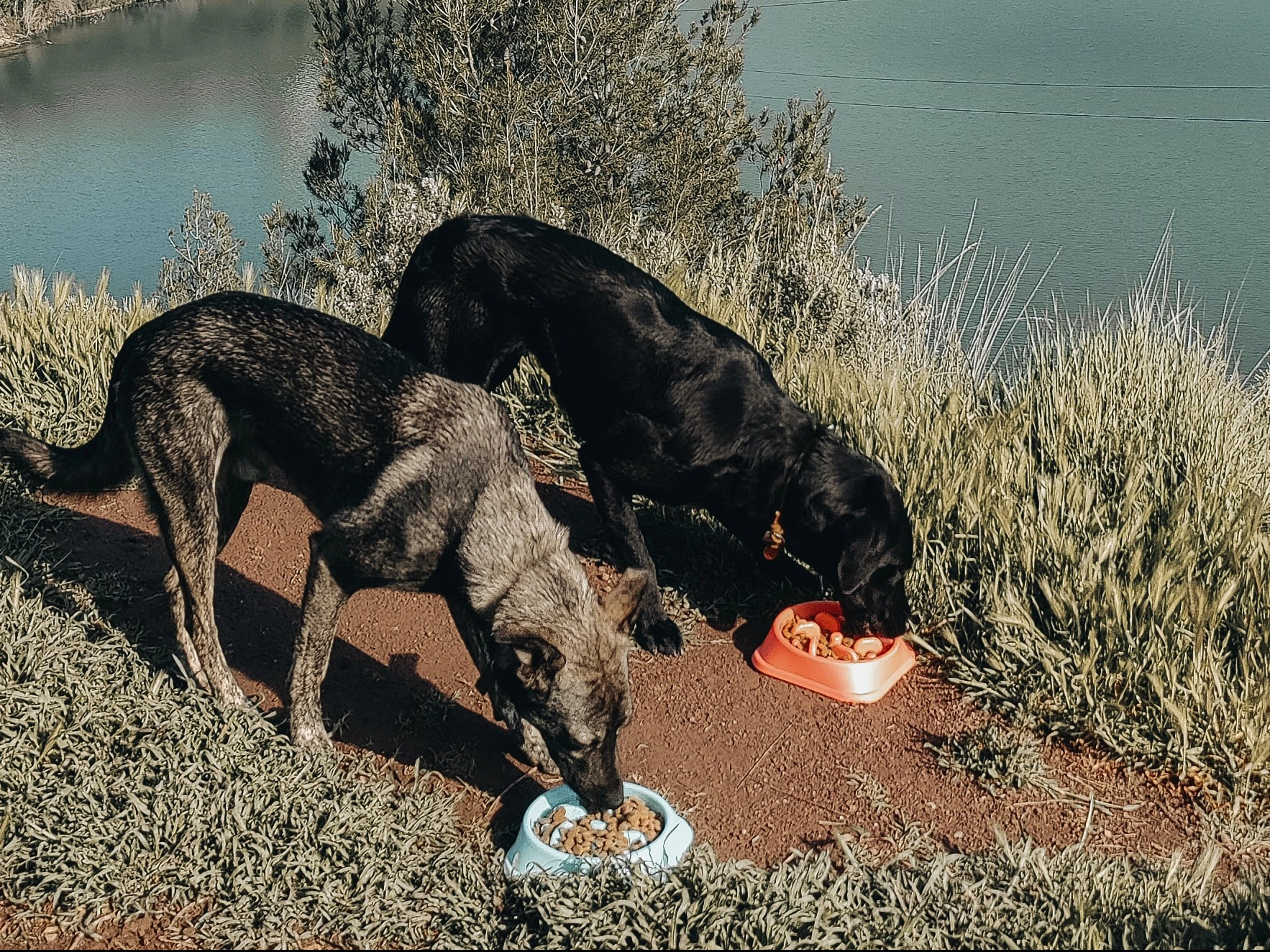 Van Life – travelling full-time with 2 large dogs