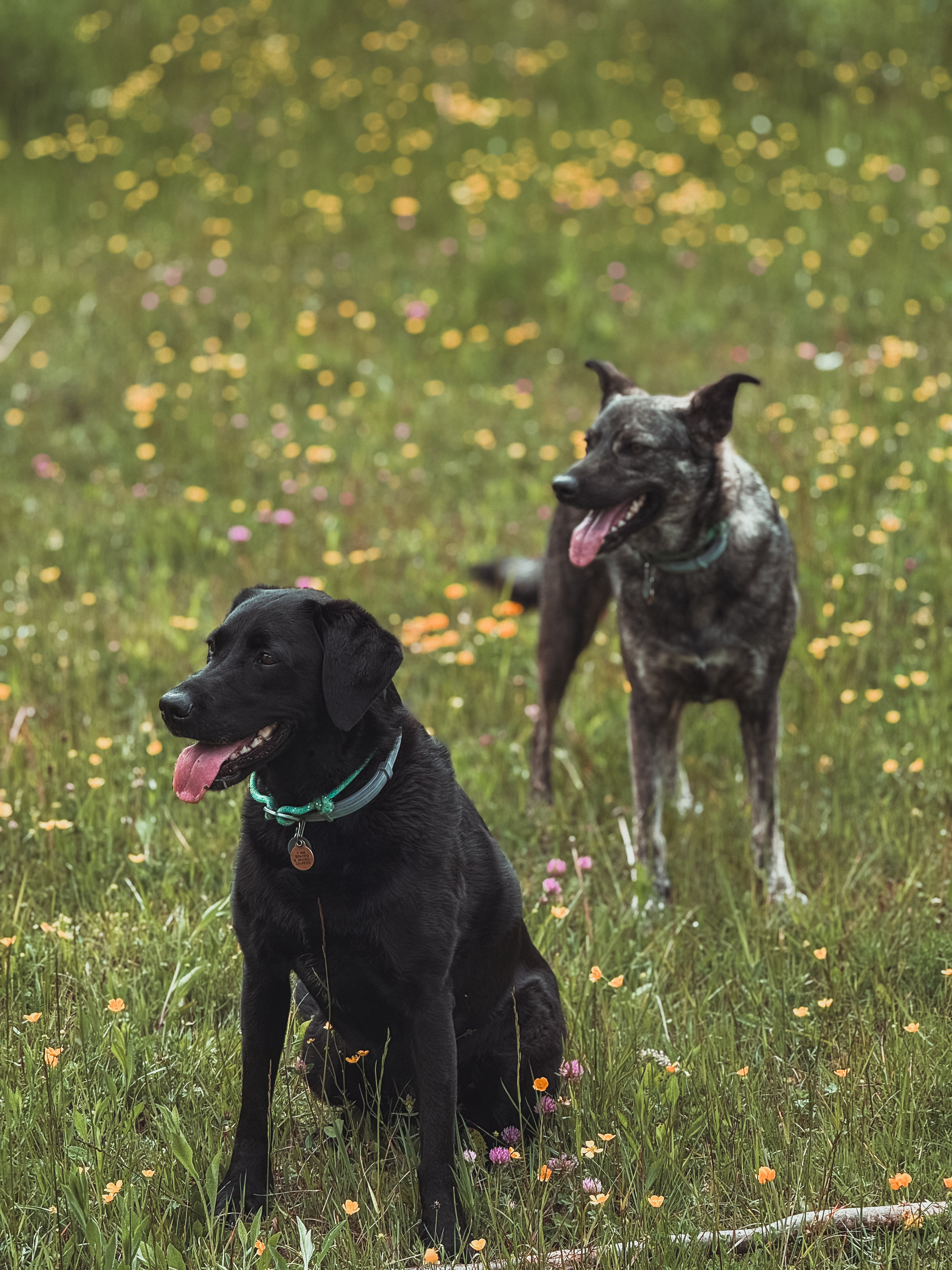 Van Life with Two Large Dogs in Europe